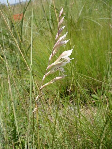 Imagem de Gladiolus permeabilis subsp. edulis (Burch. ex Ker Gawl.) Oberm.