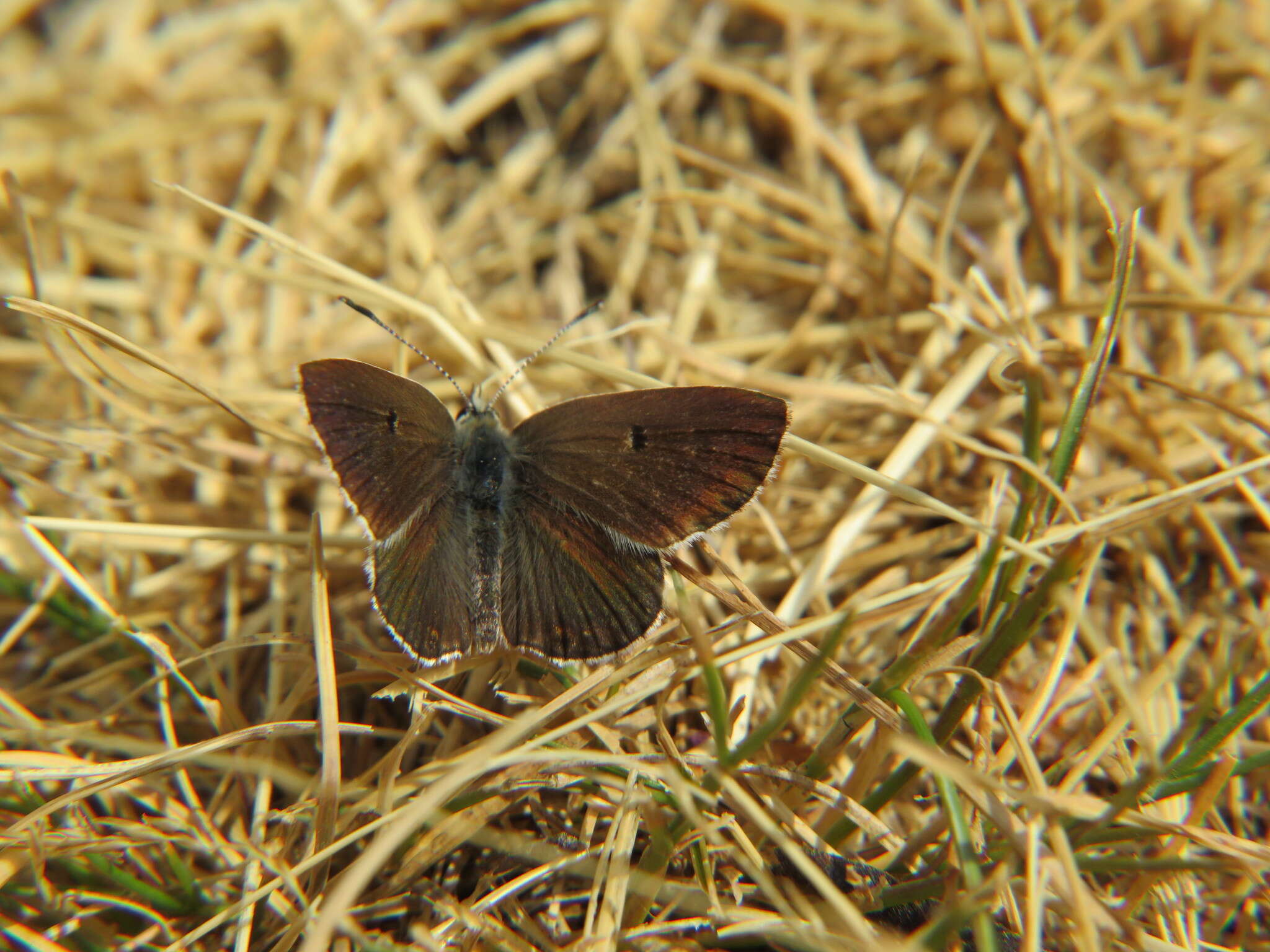 Image of Spanish Argus