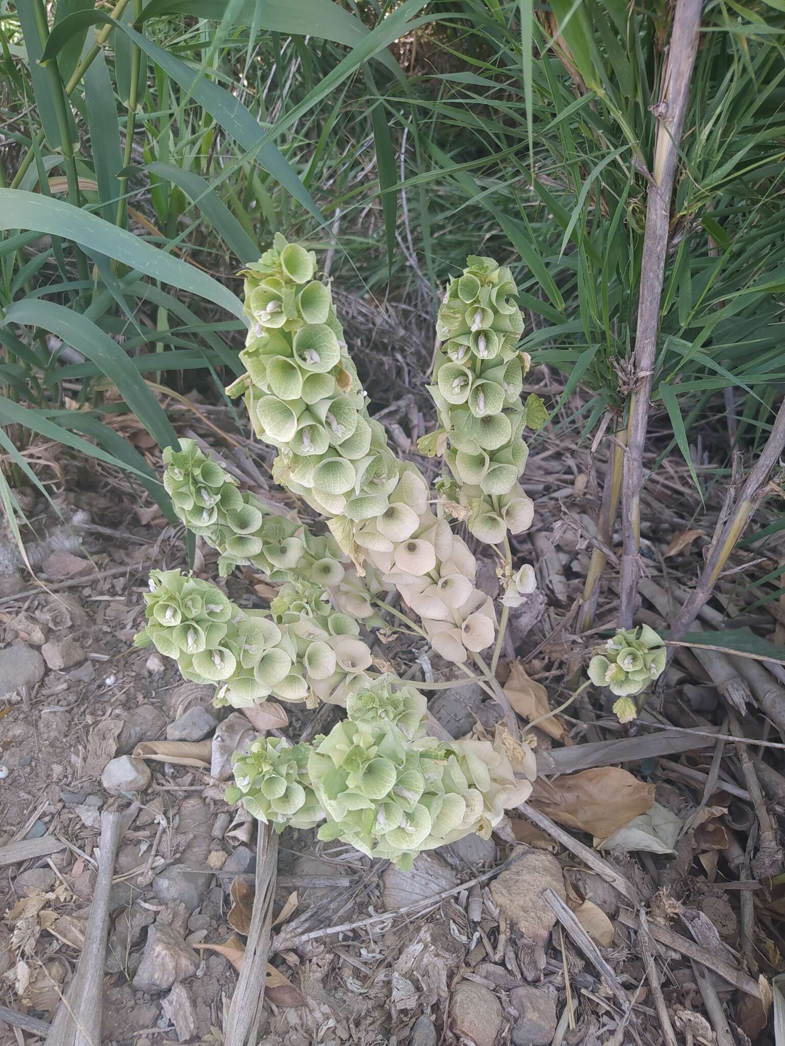 Image of moluccella