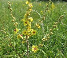 Image of nettle-leaf mullein