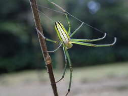 Image of Leucauge celebesiana (Walckenaer 1841)