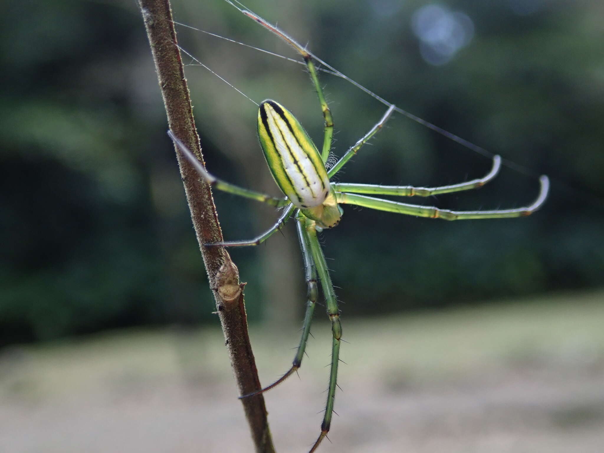 Image of Leucauge celebesiana (Walckenaer 1841)