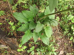 <i>Silphium <i>perfoliatum</i></i> var. perfoliatum resmi