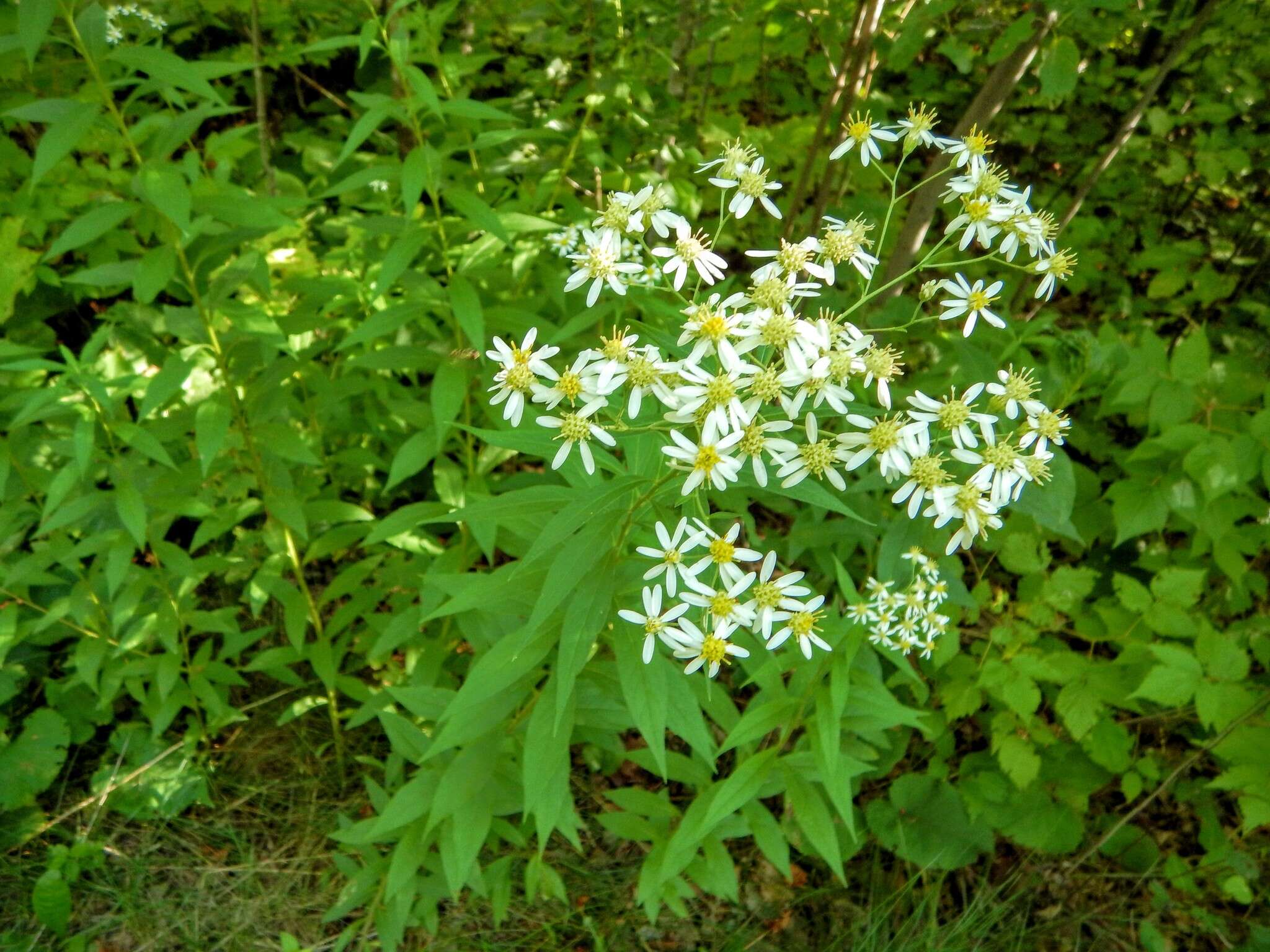 Imagem de Doellingeria umbellata (Mill.) Nees