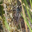 صورة Chrysopogon muelleri Roder 1892