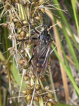 صورة Chrysopogon muelleri Roder 1892