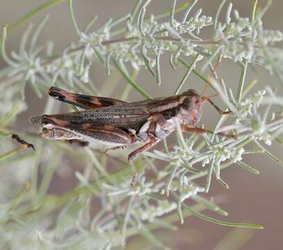 Melanoplus bowditchi Scudder & S. H. 1878的圖片