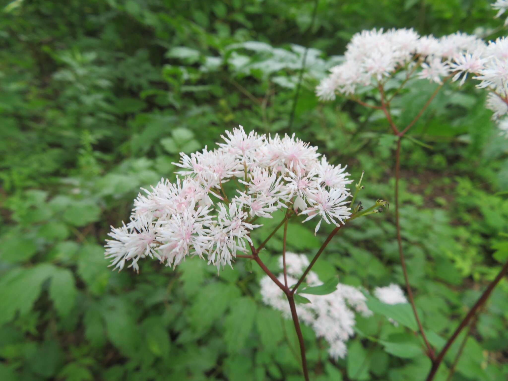 Sivun Thalictrum tuberiferum Maxim. kuva