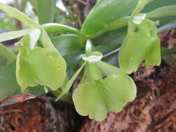 Image of Epidendrum vulgoamparoanum Hágsater & L. Sánchez