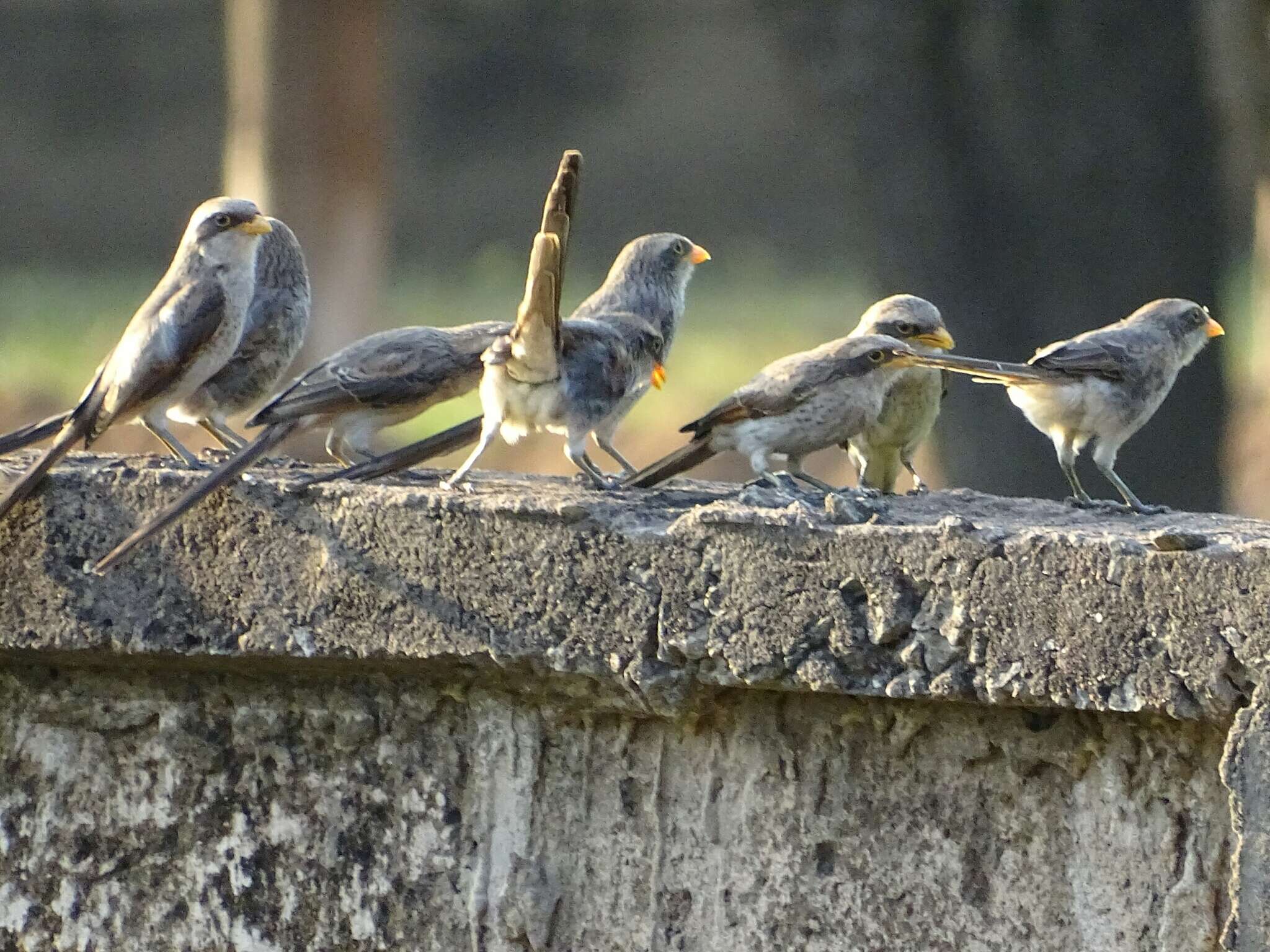 Lanius corvinus resmi