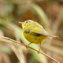 Image of Grey-crowned Warbler