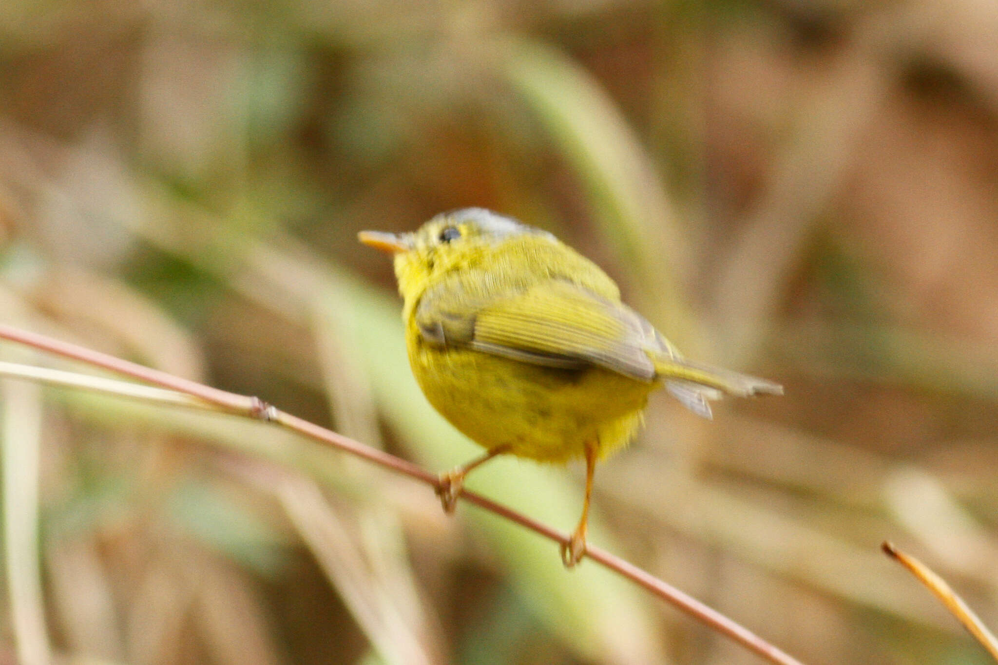 Image of Grey-crowned Warbler