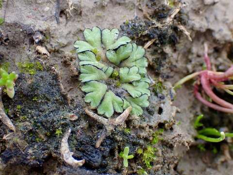 Image of Riccia inflexa Taylor