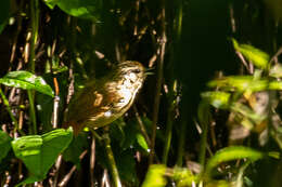 Image of Rufous-tailed Antbird