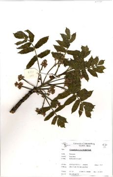 Image of Ikwazakwaza