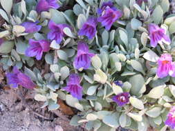 Image of Thompson's beardtongue