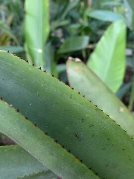 Image of Billbergia bradeana L. B. Sm.