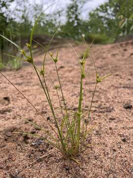 Imagem de Cyperus houghtonii Torr.