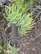 Image of Tylecodon wallichii subsp. wallichii