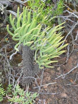 Image of Tylecodon wallichii subsp. wallichii