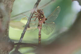 Image of Spotted Darners