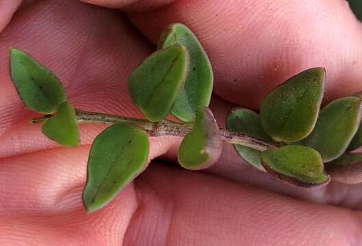 Image of Ceropegia africana R. Br.