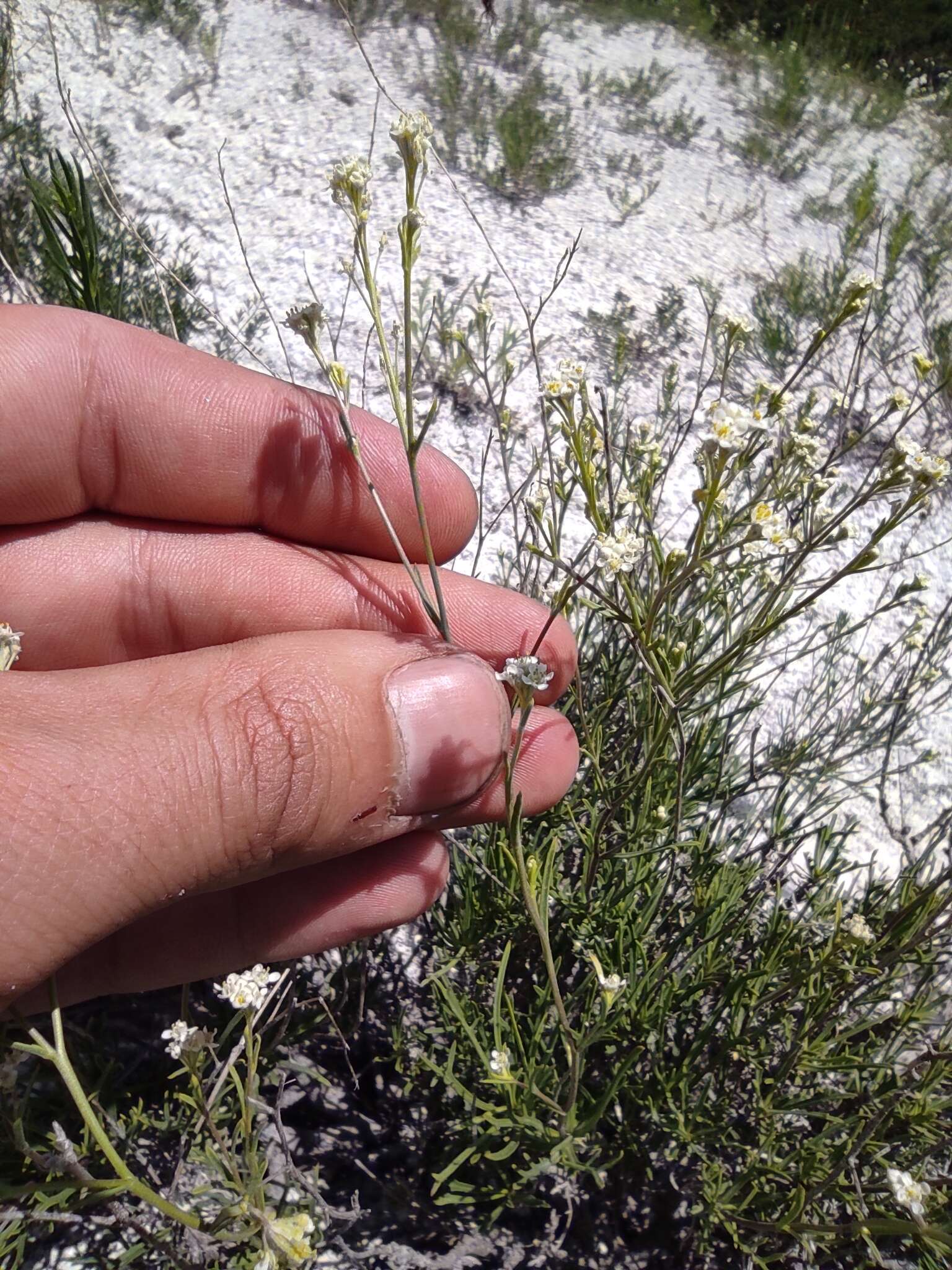 Image de Lepidium meyeri Claus