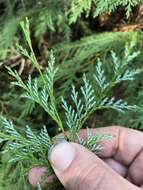 Image of Lawson's Cypress