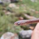 Image of Swazi Rock Snake