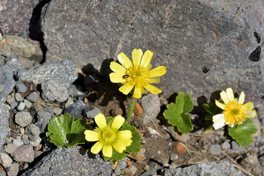 Image of Ranunculus nivicolus Hook.