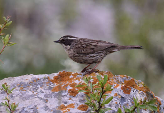 Plancia ëd Prunella ocularis (Radde 1884)