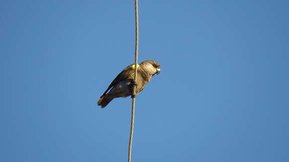 Image of Rüppell's Parrot