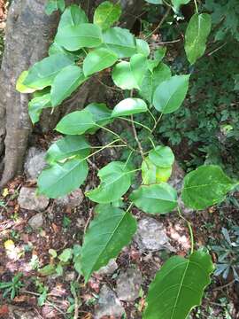 Слика од Ficus grevei Baill.