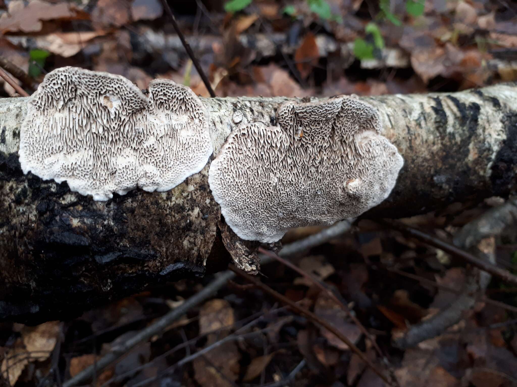 Image of Cerioporus mollis (Sommerf.) Zmitr. & Kovalenko 2016