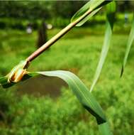 Image of Tree frog