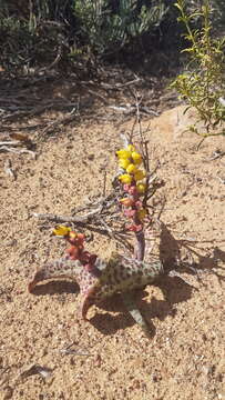 Imagem de Lachenalia karoopoortensis G. D. Duncan