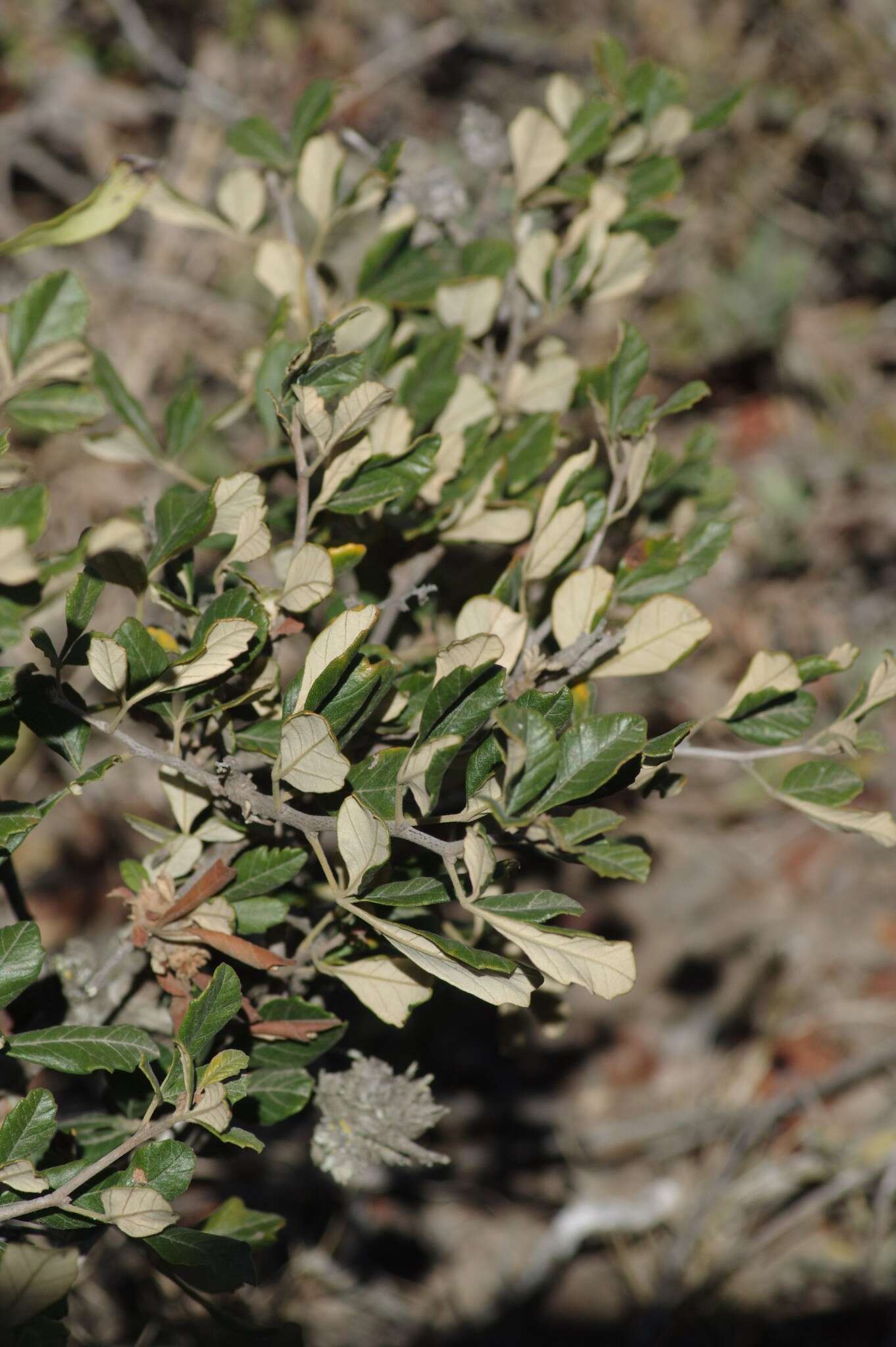 Image of Searsia incisa (L. fil.) F. A. Barkley