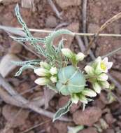 Imagem de Jatropha erythropoda Pax & K. Hoffm.