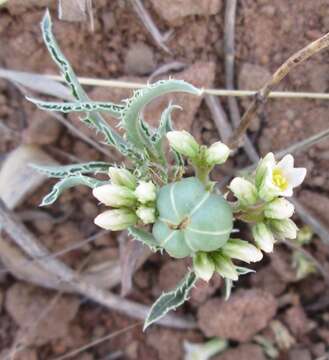 Image of Jatropha erythropoda Pax & K. Hoffm.