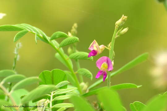 Image de Tephrosia purpurea (L.) Pers.