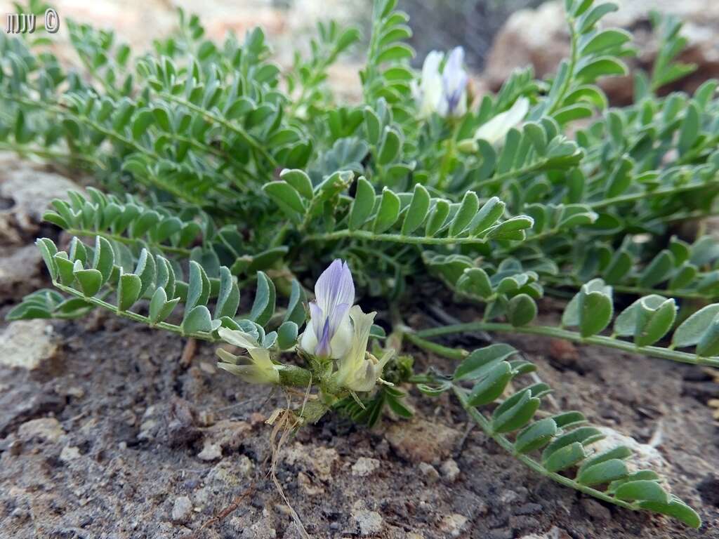 Imagem de Astragalus iodanthus S. Wats.