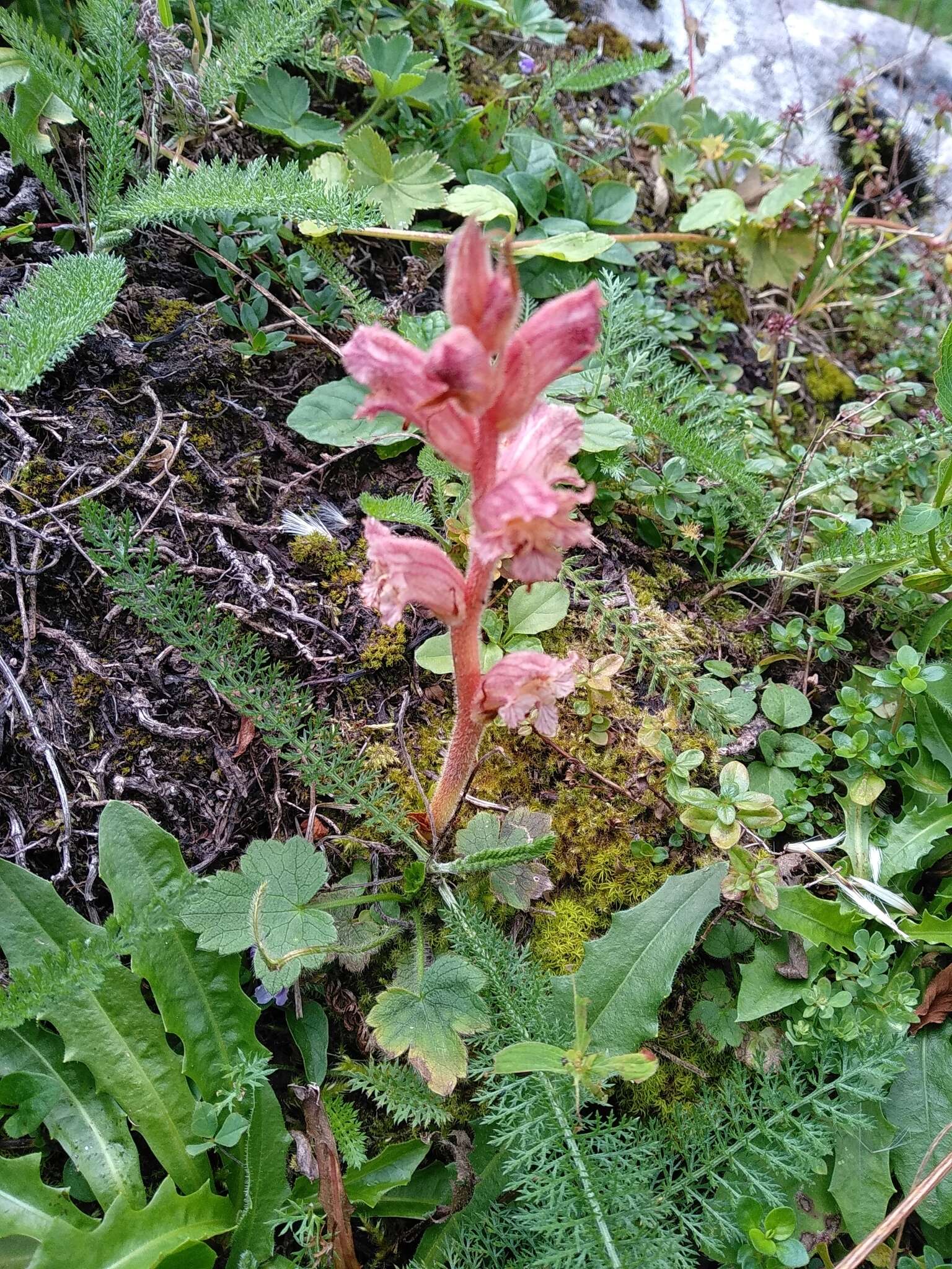 Image of Orobanche alba subsp. alba