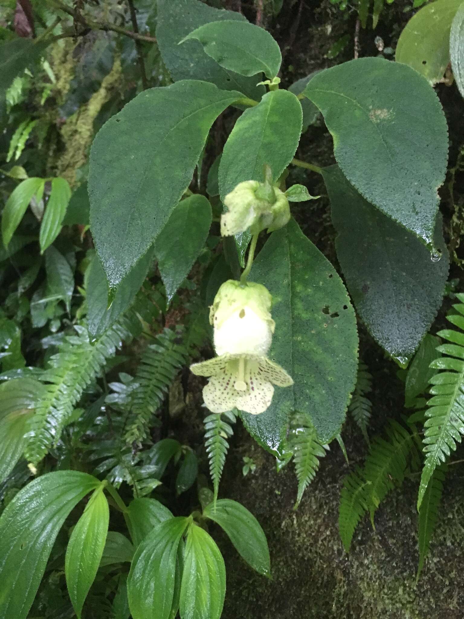 Sivun Kohleria tigridia (Ohlend.) Roalson & Boggan kuva