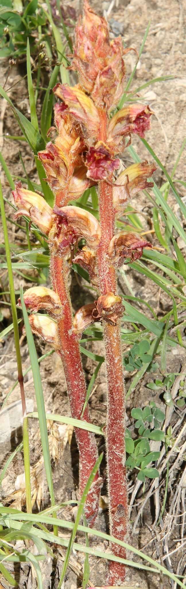 Image of Orobanche gracilis Sm.