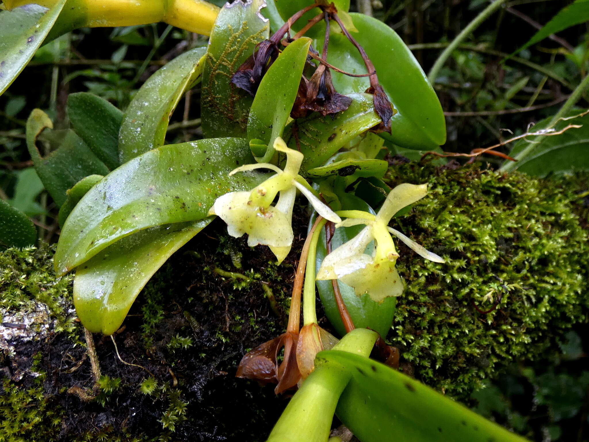 Image of Epidendrum barbeyanum Kraenzl.