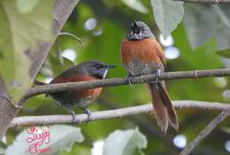 Image of Rufous-breasted Spinetail