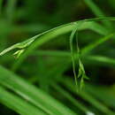 Image of Carex filipes var. oligostachys Kük.