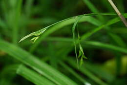 Image of Carex filipes var. oligostachys Kük.