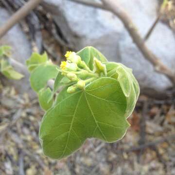 صورة Jatropha malacophylla Standl.