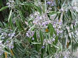 Image of Solanum nitidum Ruiz & Pav.